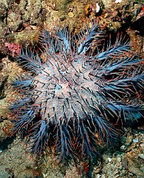 Thailand 2015 - Ko Tao - Acanthaster - Acanthaster planci _IMG_3676_rc